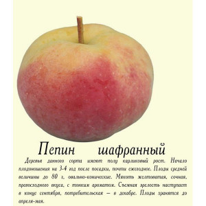 Саженцы Комплект 5шт / Яблоня Пепин шафранный